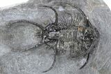 Spiny Ceratarges Trilobite - Zireg, Morocco #222478-1